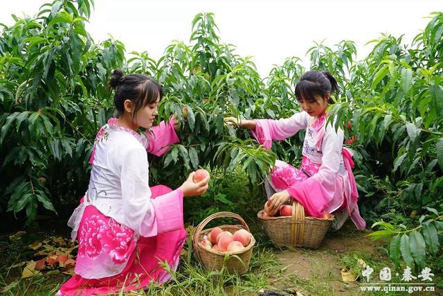 “网红”金果果 走俏国内外