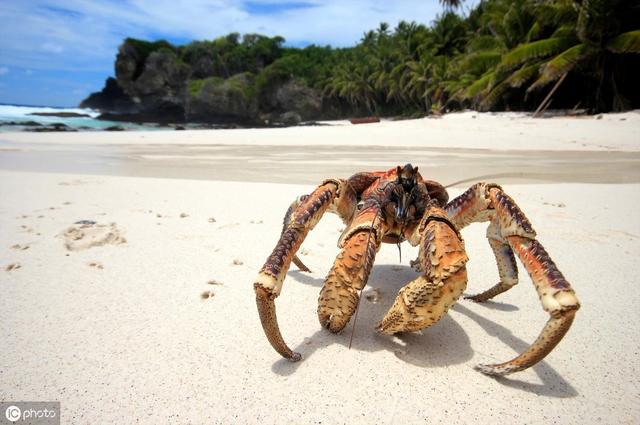 曾属新加坡的圣诞岛，被英国转卖给澳洲，如今这座岛华人占63％