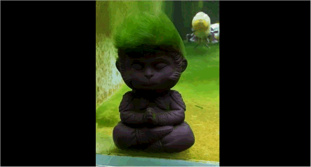 金鱼缸造景新方法：悟空之后，是悟饭
