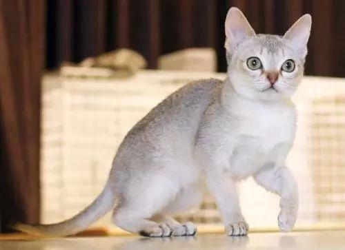 世界上最小的猫种--新加坡猫