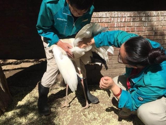 野生动物保护的“探知者”