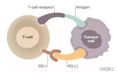 PD-1/PD-L1赛道 基石药业凭什么弯道超车