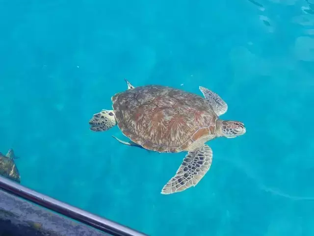 人均800就能在这个宝藏海岛玩3天，再不去就要闭岛啦