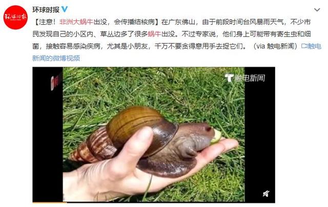一只手那么大的蜗牛！千万别碰！“巨型蜗牛”能吃能生，让吃货都望而却步