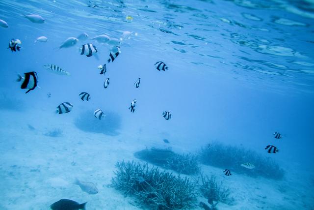 秦皇岛上的海洋世界，新澳海底世界，你肯定会喜欢上这里