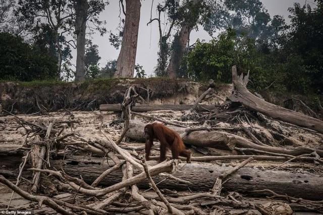 印尼焚林开荒种地，苏门答腊猩猩濒临灭绝，困在危险森林守望故乡
