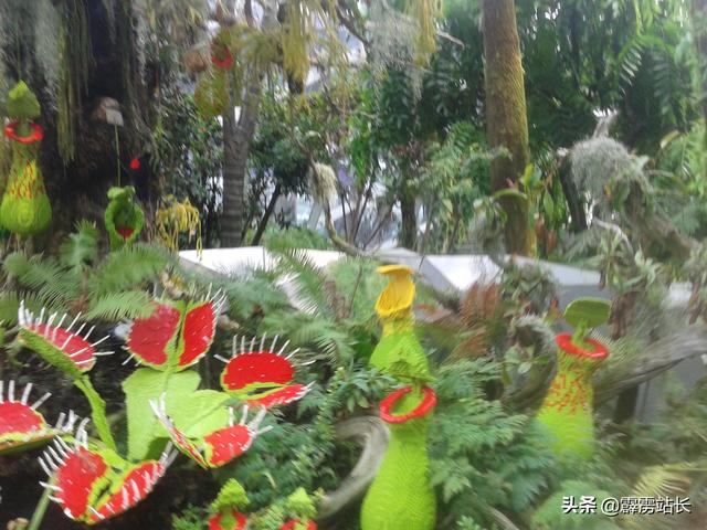 沧州到新加坡的旅行