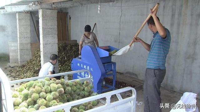 新沂市邵店镇：千亩板栗喜获丰收