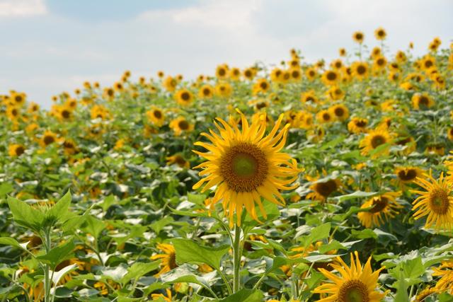 数千亩葵花向阳开 两江新区鱼复园区献礼新中国成立70周年