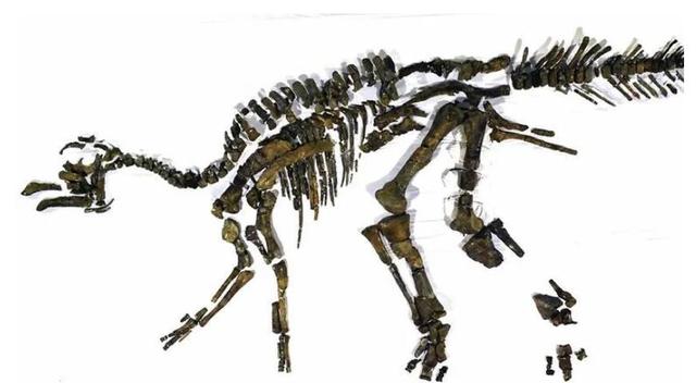 日本宣布正式命名新种恐龙为“日本神龙”