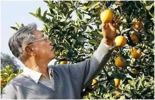 褚时健发家史------传奇的一生