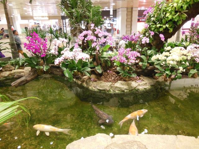 新加坡樟宜机场随手拍的照片