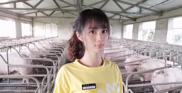 美国养猪，母猪的营养和饲喂管理 -猪知乐转载