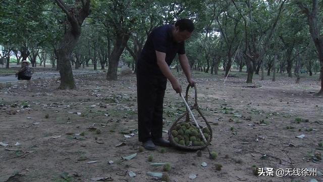 新沂市邵店镇：千亩板栗喜获丰收