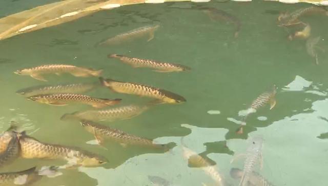 水幕金～新加坡繁殖基地