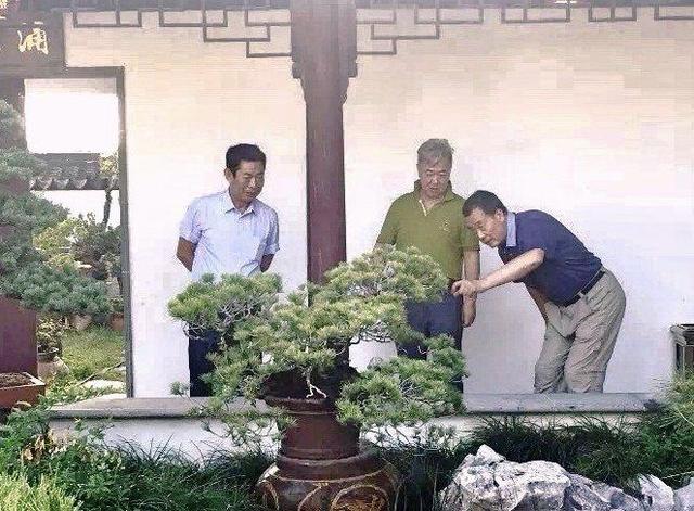 中国新沂2019新型职业盆景制作园艺师培训班暨中·日盆景交流活动
