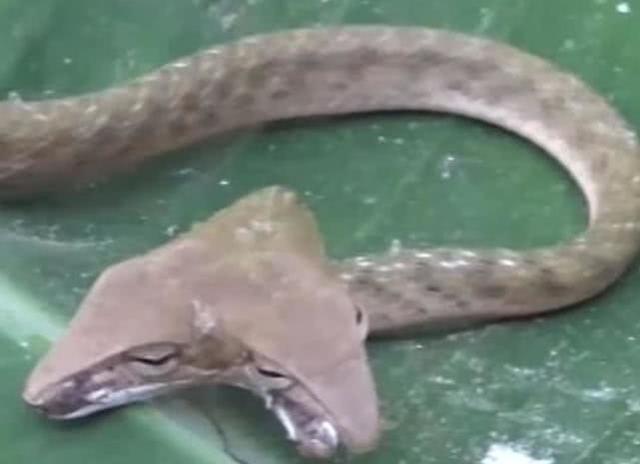 连续有两条罕见双头蛇被人类发现：一条在美国，一条在印尼