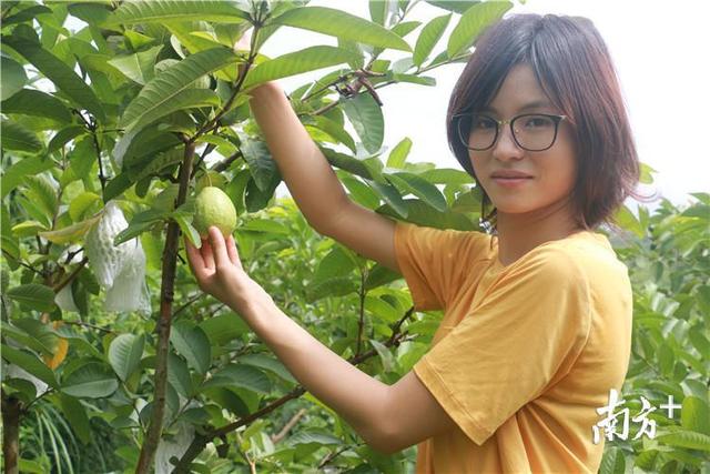 佛冈女“海归”返乡种芭乐，带动家乡农户增收
