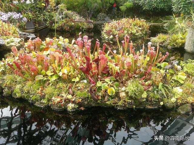 沧州老哥的新加坡之旅