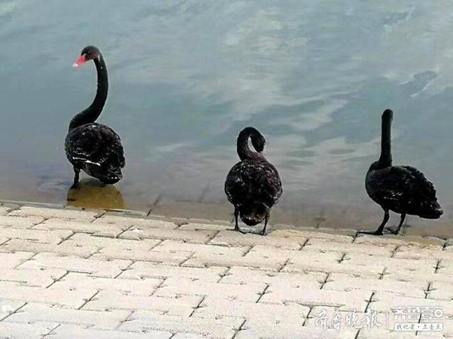 济南壹眼｜难得！济南商河一座水库，飞来三只珍贵“稀客”