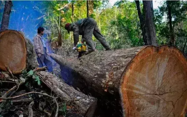29种国标红木有哪些？买红木家具记住了