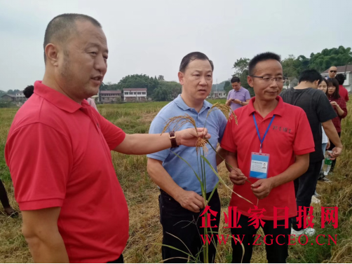 神奇旱稻引来新加坡订单 四川好土优土公司与新加坡协成公司签约旱稻胚芽米合作项目
