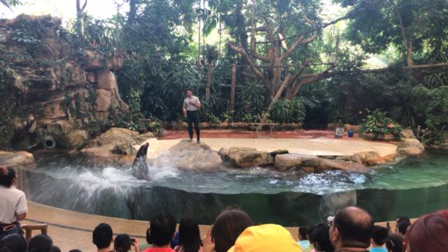 新加坡动物园海狮表演 看了就知道为什么不建议坐前排