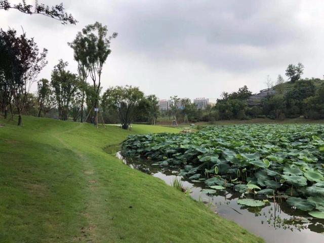 数千亩葵花向阳开 两江新区鱼复园区献礼新中国成立70周年