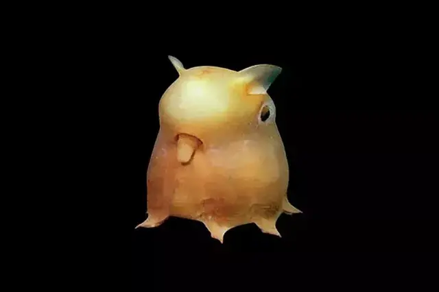 22个长相奇葩的生物，你可能只认识一个