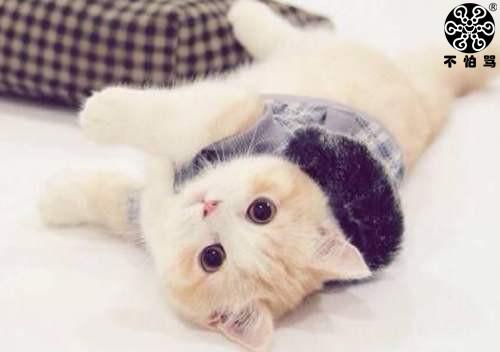 「有事找不怕骂」如何正确饲养一只宠物猫？还要注意哪些卫生？