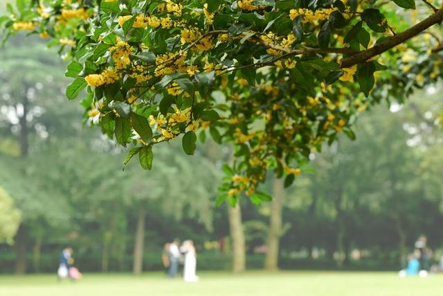 桂花飘香的杭州 成周边游人气最高的“赏月城市”