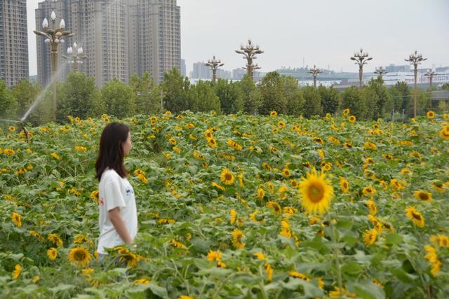 数千亩葵花向阳开 两江新区鱼复园区献礼新中国成立70周年