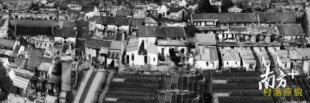 壮丽70年深圳故事｜岗头“蝶变”：从种菠萝的贫困村到华为总部智慧社区