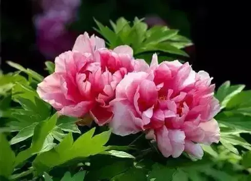 世界各国国花，美极了