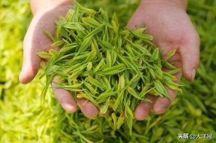 新加坡专家：每周至少喝四次茶有益大脑健康