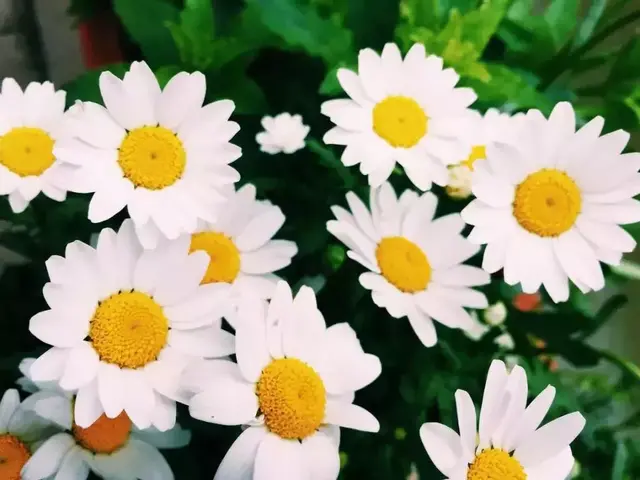 世界各国国花，真是太美了，不愧是国花！大开眼界