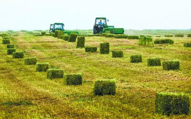 中国草都：阿鲁科尔沁旗发展优质沙地牧草产业纪实