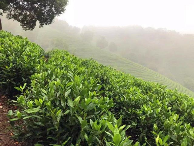 茶园茶乡是中国茶文化的根源，寻找我们心中最美的茶园
