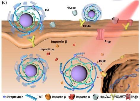 JACS/ Angew 10篇，严纯华、彭笑刚、Kanatzidis、崔勇等成果速递