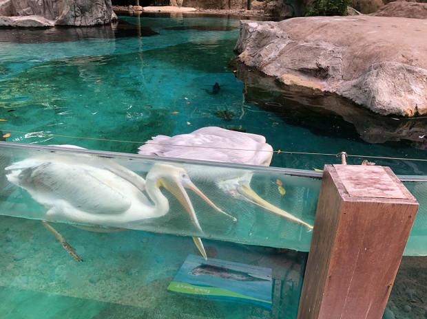 新加坡动物园鹈鹕难舍死亡同类催人泪下，小游客目睹浮尸当场吓哭