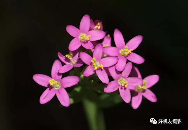 想拍出蜻蜓复眼、花蕊细节？不妨从这7个方面注意一下