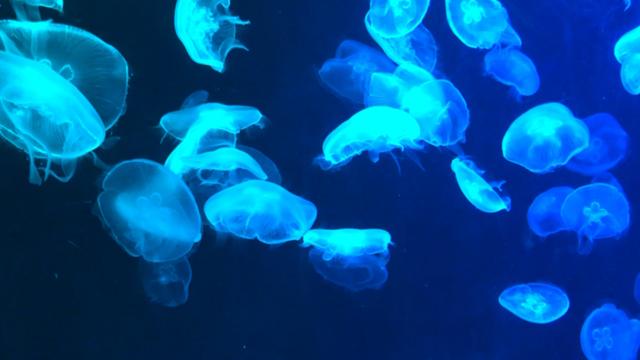 新加坡海洋馆精灵
