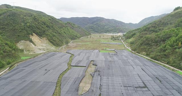 四川雷波：发展山葵产业 助农增收致富