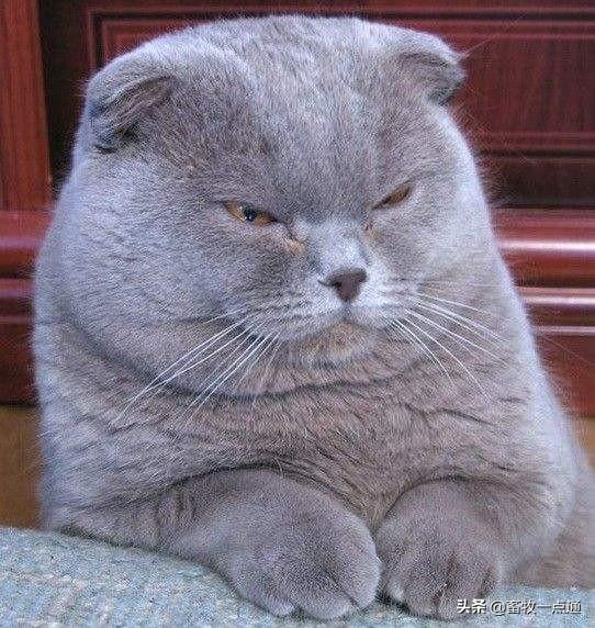 选择成猫或小猫咪时需要了解其健康方面