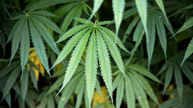 医用大麻在亚洲正在蓬勃发展