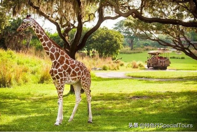 世界动物日 | 神奇动物在哪里？全部都在这些“疯狂动物城”