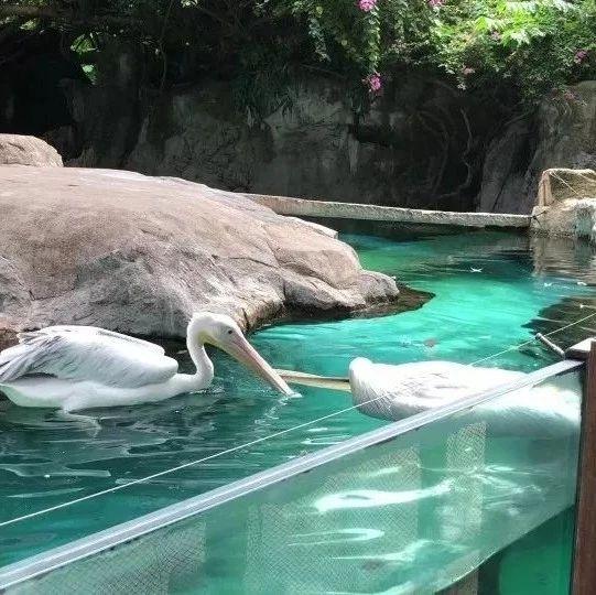 新加坡动物园鹈鹕生死离别，令人泪目