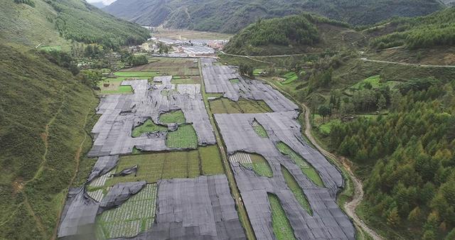 四川雷波：发展山葵产业 助农增收致富