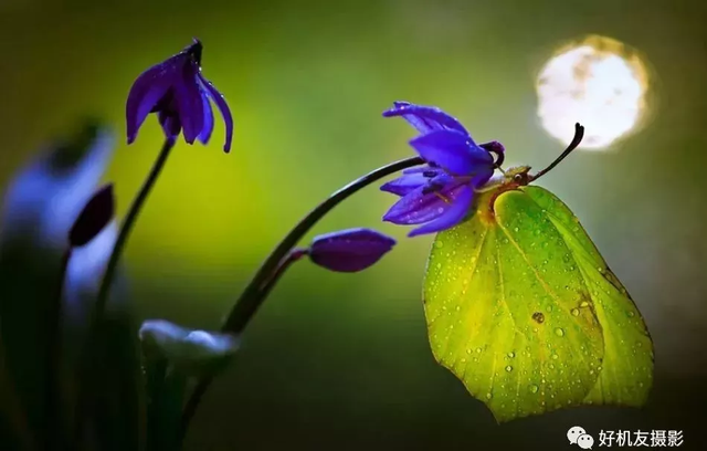 想拍出蜻蜓复眼、花蕊细节？不妨从这7个方面注意一下