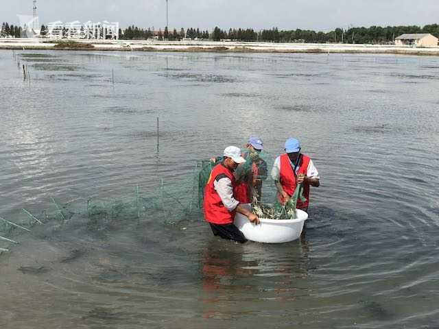 上海地产黄浦江大闸蟹开捕 第七代河蟹良种繁育超千亩